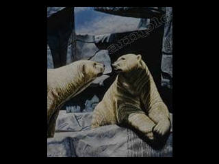 polar bears