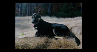 dog