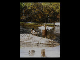 ducks