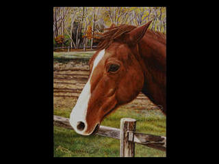 horse