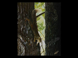 squirrel