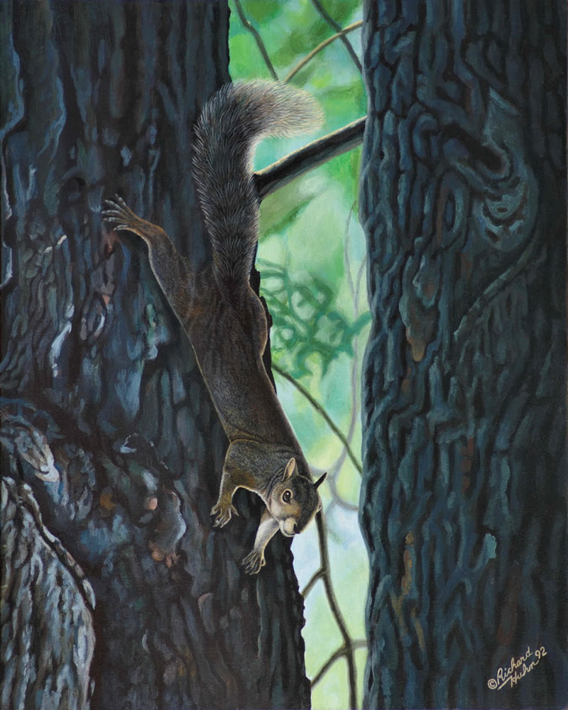 Squirrel in a Tree